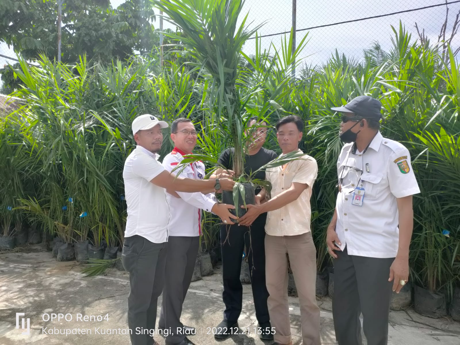 Plt Bupati Kuansing Suhardiman Amby Serahkan 1300 Bibit Sawit Kepada Kelompok Tani 