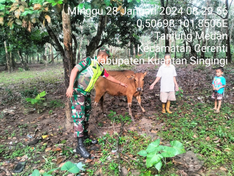 Anggota Koramil 06/Cerenti Kodim 0302/Inhu, Pratu Viko Septadian Selalu Aktif Mengantisipasi Penularan Penyakit Mulut Dan Kaki (PMK)