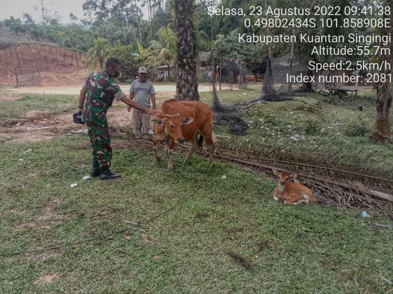 Anggota Koramil 06/Cerenti Kodim 0302/Inhu Mengantisipasi Penularan Penyakit Mulut Dan Kaki (PMK) Sapi di Desa Kampung Baru Koto Inuman