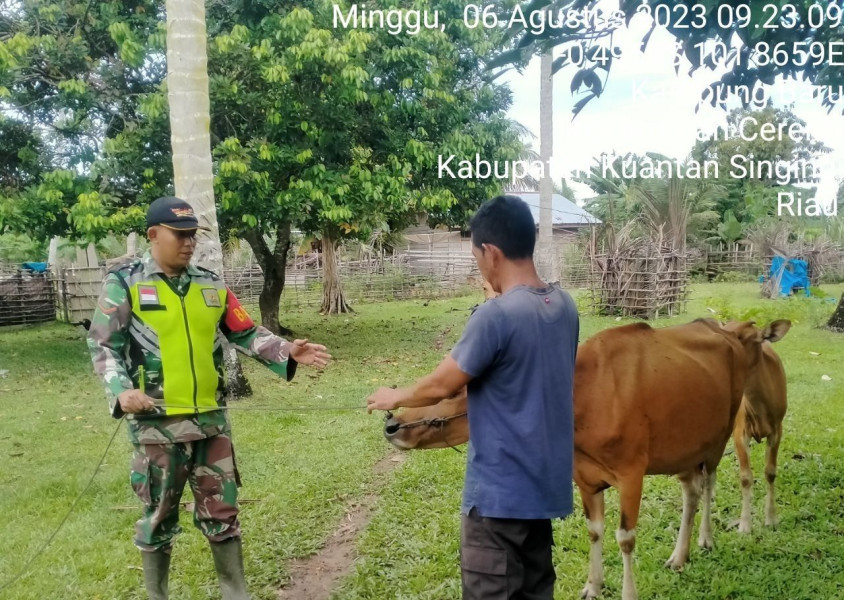 Di Kampung Baru Kopda Mohamad Soleh Babinsa Koramil 06/Cerenti Kodim 0302/Inhu Mengantisipasi Penularan Penyakit Mulut Dan Kaki (PMK) Sapi