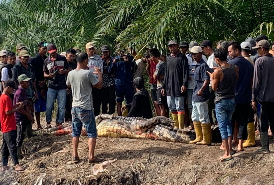 Tragis! Lansia Tewas Diterkam Buaya Saat Memancing di Rokan Hilir
