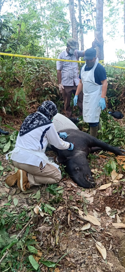 Pastikan Penyebab Kematian Se-ekor Tapir, Polres Kuansing Bersama Tim BKSDA Riau Lakukan  Nekropsi 