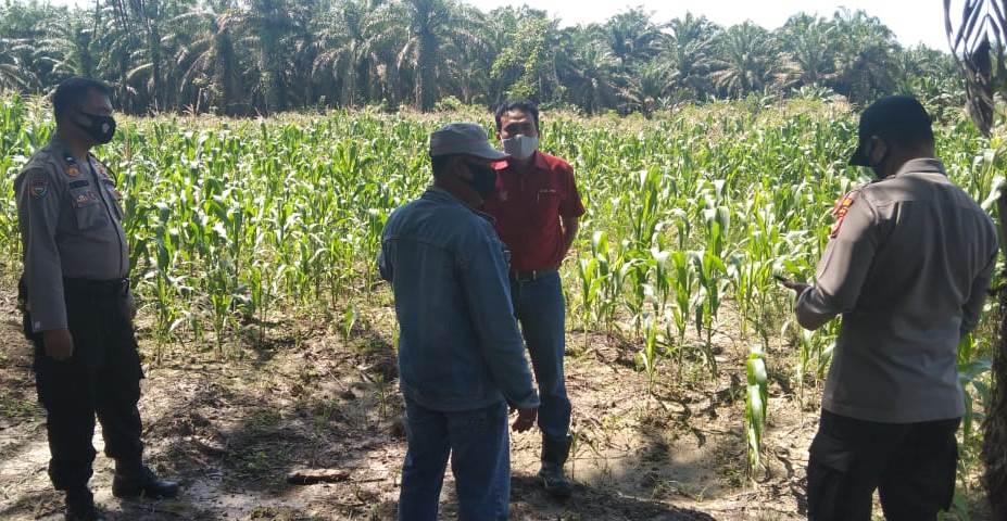 Polsek Ukui Ajak Pihak Perusahaan Cek Perkembangan Tanaman di Lahan Ketahanan Pangan