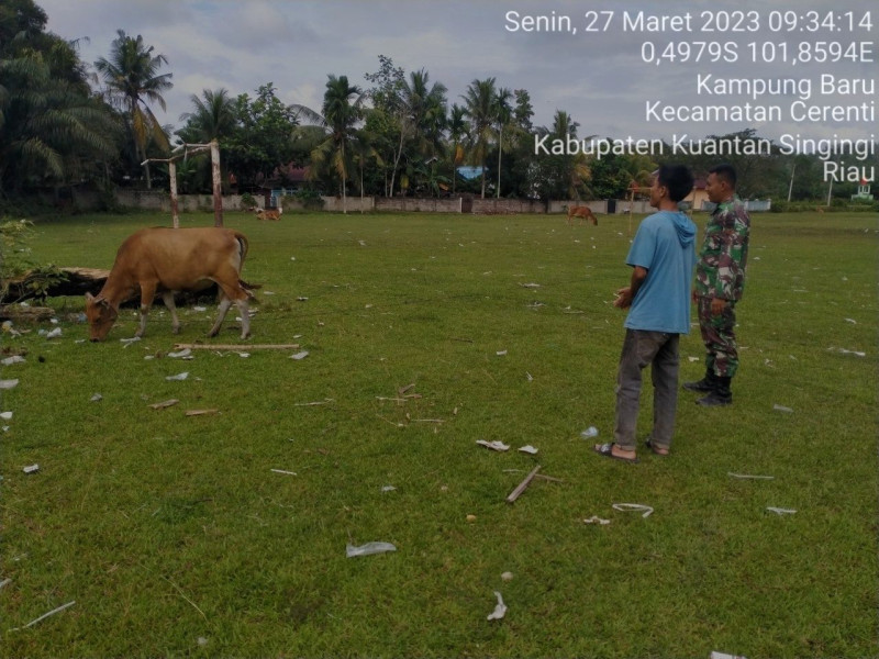 Babinsa Koramil 06/Cerenti Kodim 0302/Inhu Cek Warga Yang Memiliki Ternak Sapi Mengantisipasi Penularan Penyakit Mulut Dan Kaki (PMK) Sapi