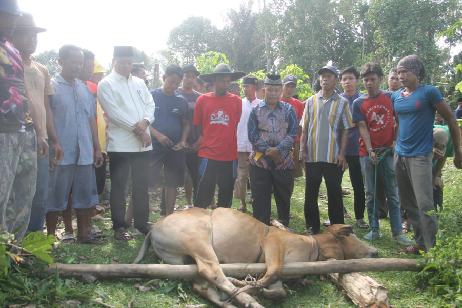 Bupati Sholat Idul Adha Di Kompe Berangin, Sembelih Hewan Kurban Di Tanjung Medan