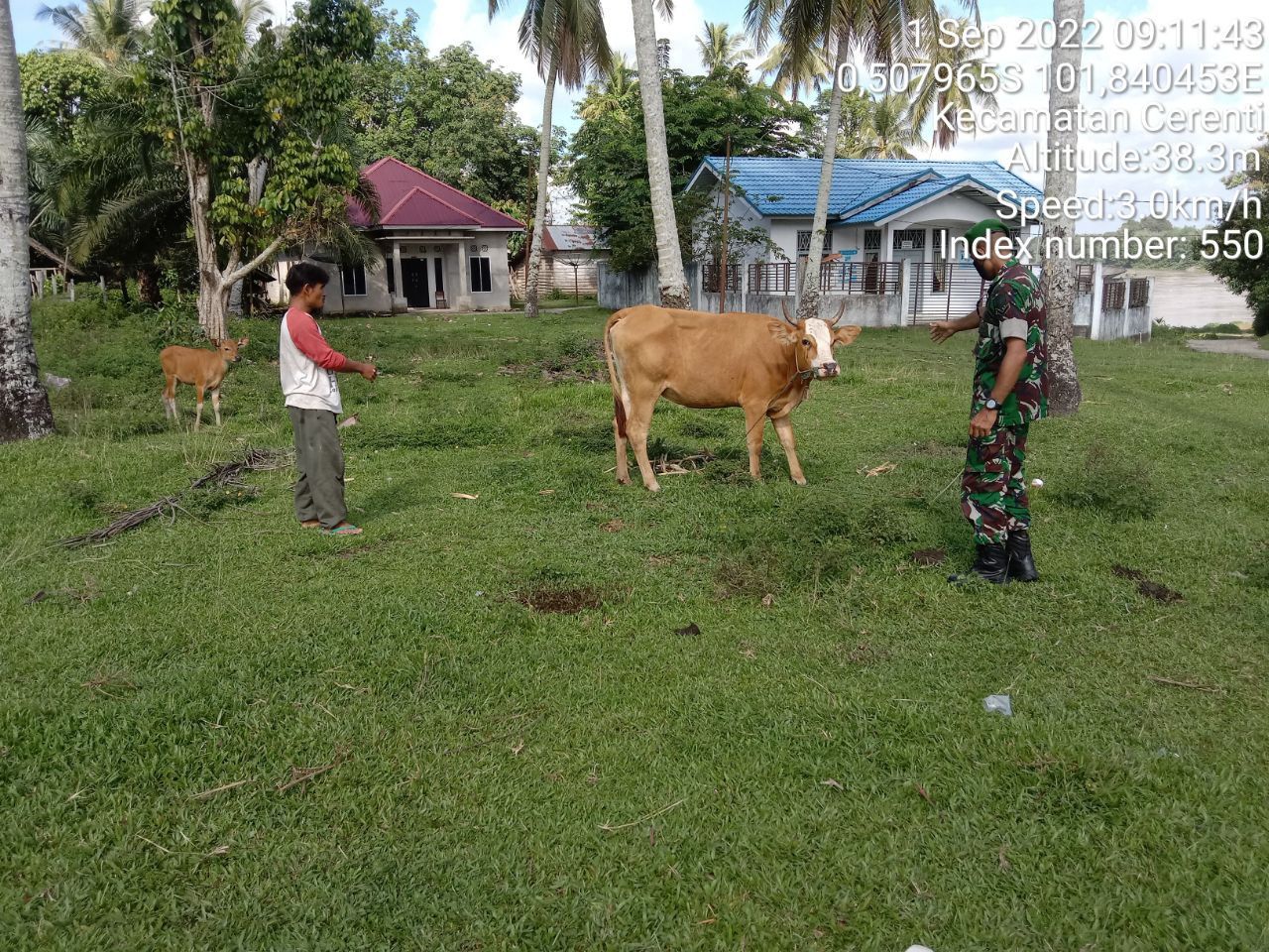 Antisipasi PMK, Serda Samrin Babinsa Koramil 06/Cerenti Kodim 0302/Inhu Cek Sapi Warga Binaan