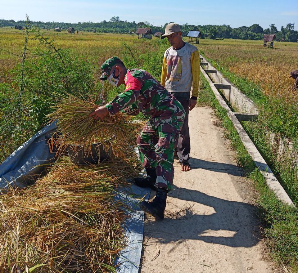 Koptu Bainol Kopri Anggota Koramil 07 Kuantan Hilir Dim 0302 Inhu Bantu Panen Padi Desa Pulau Madinah