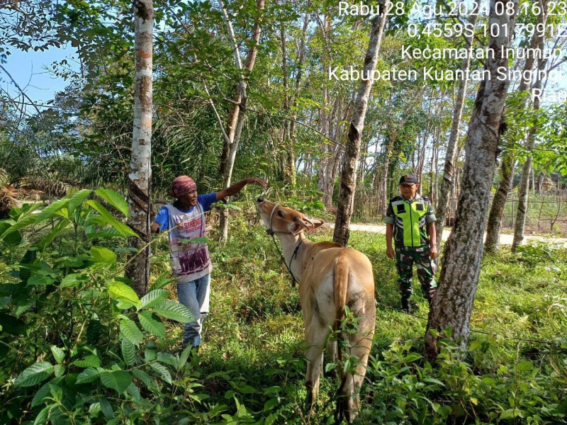 Cegah Penularan PMK,Serka Efison Babinsa Koramil 06/Cerenti Kodim 0302/Inhu Cek Hewan Ternak Milik Warga Koto Inuman 