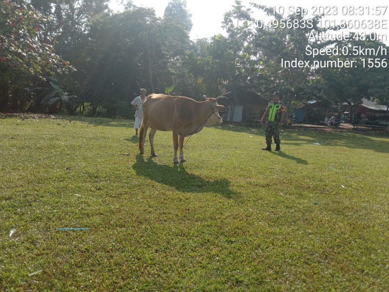 Di Desa Kampung Baru Timur Antisipasi PMK Hewan Ternak Sapi Kopda Junedi  Babinsa Koramil 06/Cerenti Kodim 0302/Inhu Cek Sapi Warga Langsung