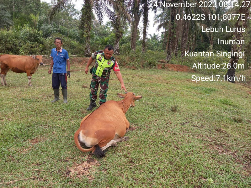 Secara Rutin di Desa Lebuh Lurus Kecamatan Inuman, Babinsa Koramil 06/Cerenti Kodim 0302/Inhu Lakukan Cek Kondisi Serta Fisik Hewan Ternak Sapi Warga Dari Bahaya Virus PMK