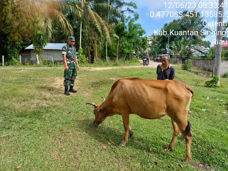 Babinsa Koramil 06/Cerenti   Sertu Efison Cek Hewan Ternak Warga Antisipasi Penularan Penyakit Mulut Dan Kaki (PMK) Sapi