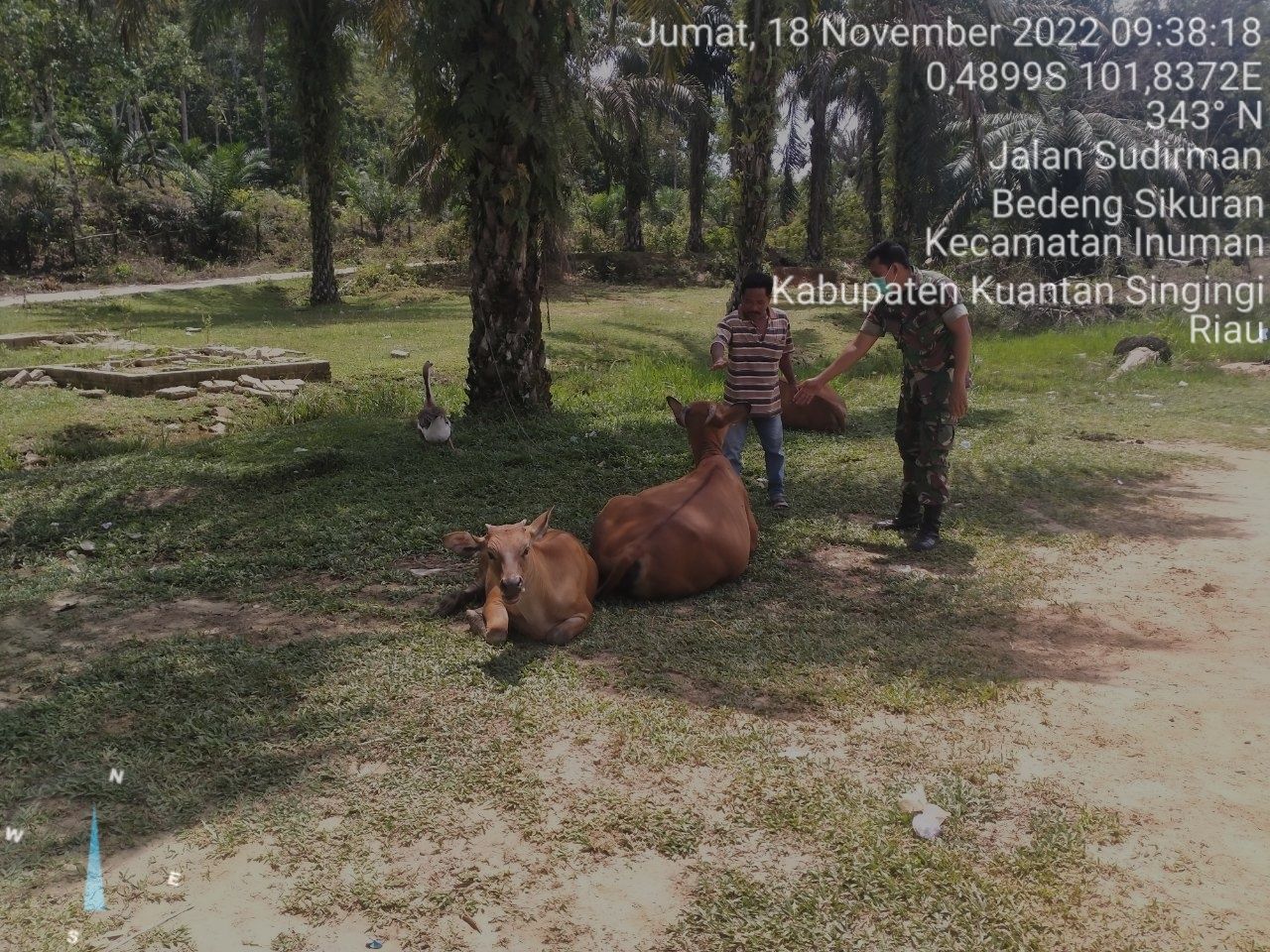 Babinsa Koramil 06/Cerenti Kodim 0302/Inhu Mengantisipasi Penularan Penyakit Mulut Dan Kaki (PMK) Sapi di Desa Bedeng Sikuran Kecamatan Inuman 