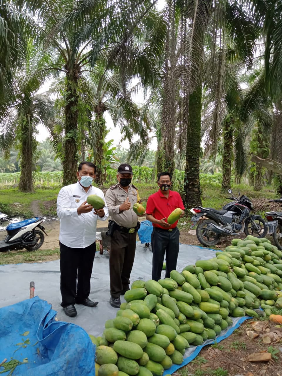 Ditengah Pandemi, Petani  Sumber Datar Produksi 2 Ton Pepaya Per Pekan, Camat Singingi Terus Gali Potensi Desa