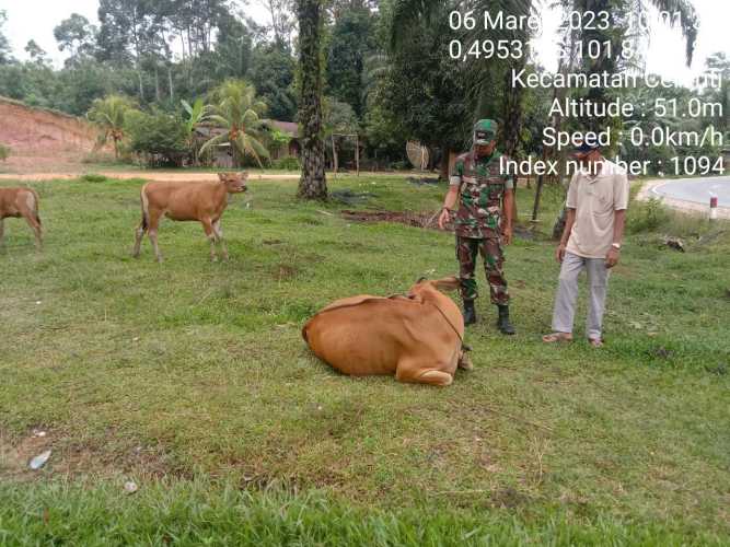 Antisipasi PMK Babinsa Desa Kompe Berangin Koramil 06/Cerenti Kodim 0302/Inhu Cek Sapi Warga Binaan