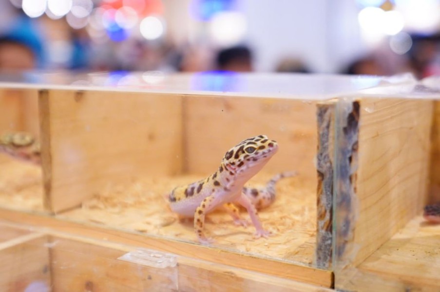 Reptil Eksotis Curi Perhatian di Pets Day Out 2025 Pekanbaru