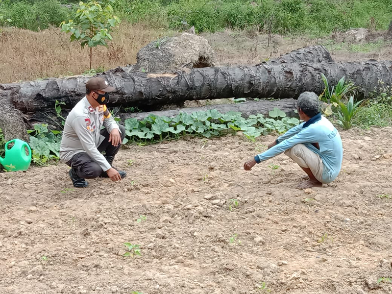 Polsek Pangkalan Lesung Tinjau Lahan Pangan di Desa Mulya Subur