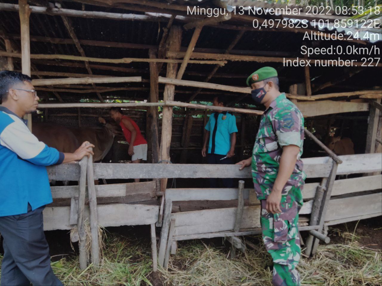 Babinsa Koramil 06/Cerenti Kodim 0302/Inhu Mengantisipasi Penularan Penyakit Mulut Dan Kaki (PMK) Sapi di Desa Seberang Pulau Busuk Kecamatan Inuman Kabupaten Kuansing 