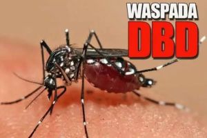 Kasus DBD di Riau Tembus 1.471, Sebanyak 17 Orang Meninggal Dunia