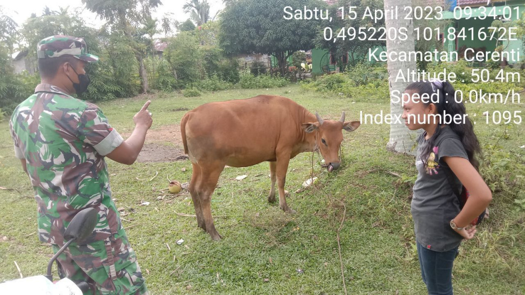 Antisipasi Penyakit PMK Babinsa Koramil 06/Cerenti Kodim 0302/Inhu Cek Sapi Warga Binaan Di Desa Kompe Berangin