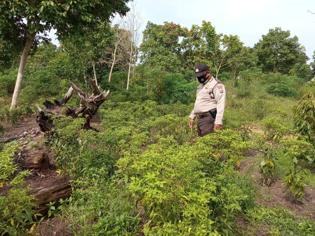 Polsek Langgam Kembali Kontrol Perkembangan Ketahanan Pangan di Desa Segati