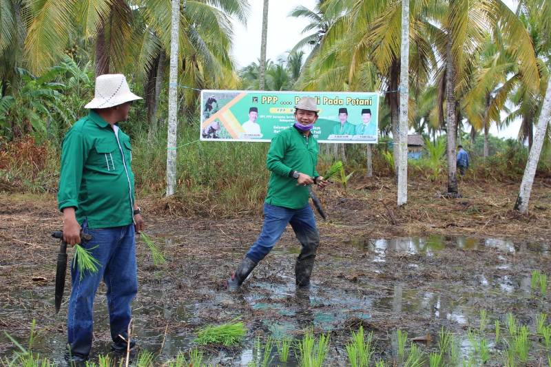 Musim Tanam 2020, PPP dan STII Inhil Dampingi Poktan Tanjung Jaya 