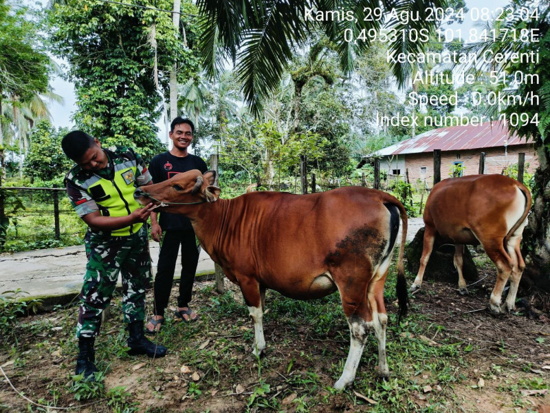 Tingkatkan Hubungan Baik Babinsa Koramil 06/Cerenti Kodim 0302/Inhu Pratu Chumaidi Cek Ternak Warga Antisipasi PMK di Teluk Pauh 