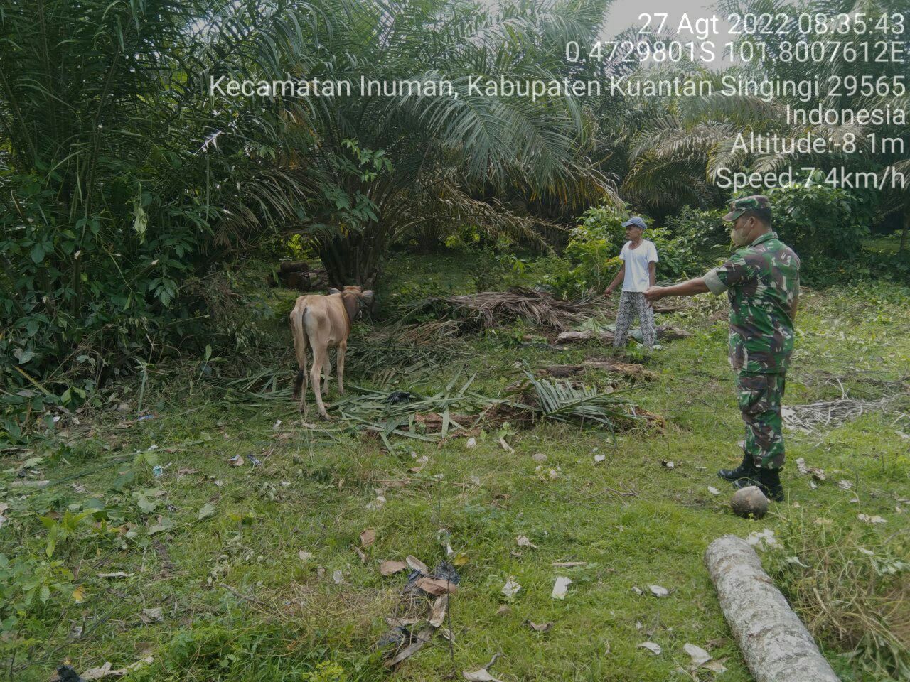 Anggota Koramil 06/Cerenti Kodim 0302/Inhu Antisipasi Wabah PMK Babinsa Koramil 06/Cerenti Pantau Dan Cek Ternak Sapi Milik Warga di Desa Pasar Inuman