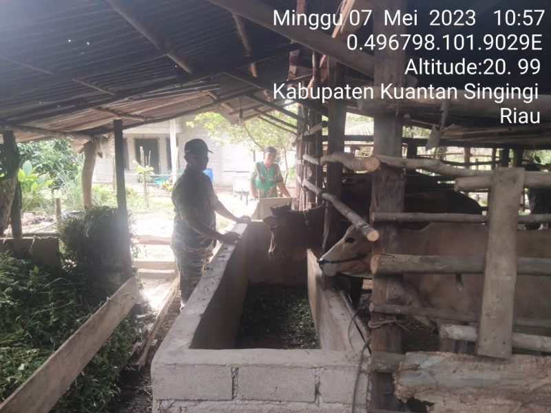 Babinsa Koramil 06/Cerenti Kodim 0302/Inhu, Serda Juanda Mengantisipasi Penularan Penyakit Mulut Dan Kaki (PMK) Sapi