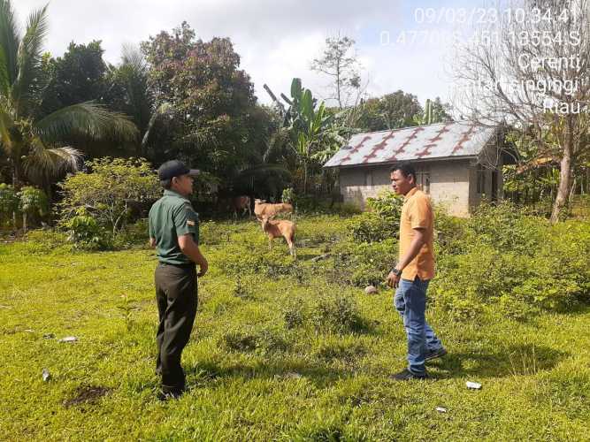 Sertu Efison Babinsa Koramil 06/Cerenti Kodim 0302/Inhu Mengantisipasi Penularan Penyakit Mulut Dan Kaki di Desa Binaannya 