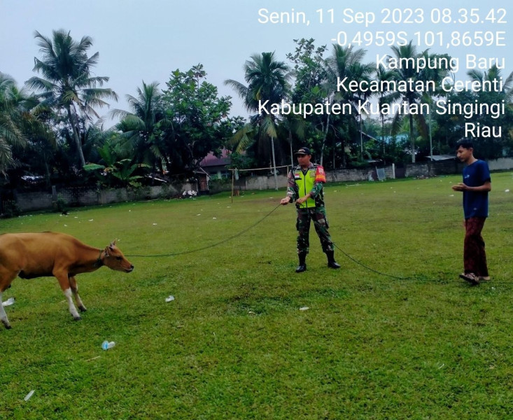 Mengantisipasi Penularan Penyakit Mulut Dan Kaki (PMK) Sapi, Di Desa Kampung Baru Kopda Mohamad Soleh Babinsa Koramil 06/Cerenti Kodim 0302/Inhu Cek Sapi Warga Binaan