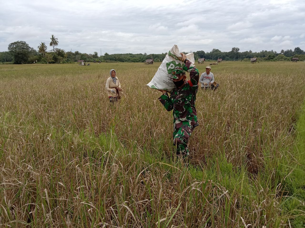 Serda Hasriyon Anggota Koramil 07 Kuantan Hilir Dim 0302 Inhu Panen Padi Di Desa Rawang Binjai
