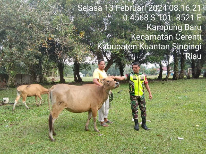 Di Desa Kampung Baru Timur Babinsa Koramil 06/Cerenti Kodim 0302/Inhu Cek Sapi Warga Binaan 