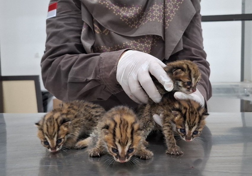 BBKSDA Riau Terima Empat Anak Kucing Hutan yang Ditemukan Mengapung di Kebun Sawit