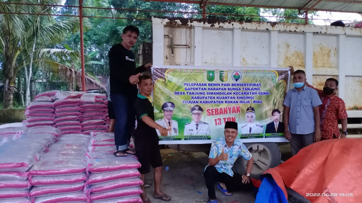 13 Ton  Benih Padi Unggul Dari Desa Tanjung Simandolak, Siap Di Luncurkan Ke Rohil 