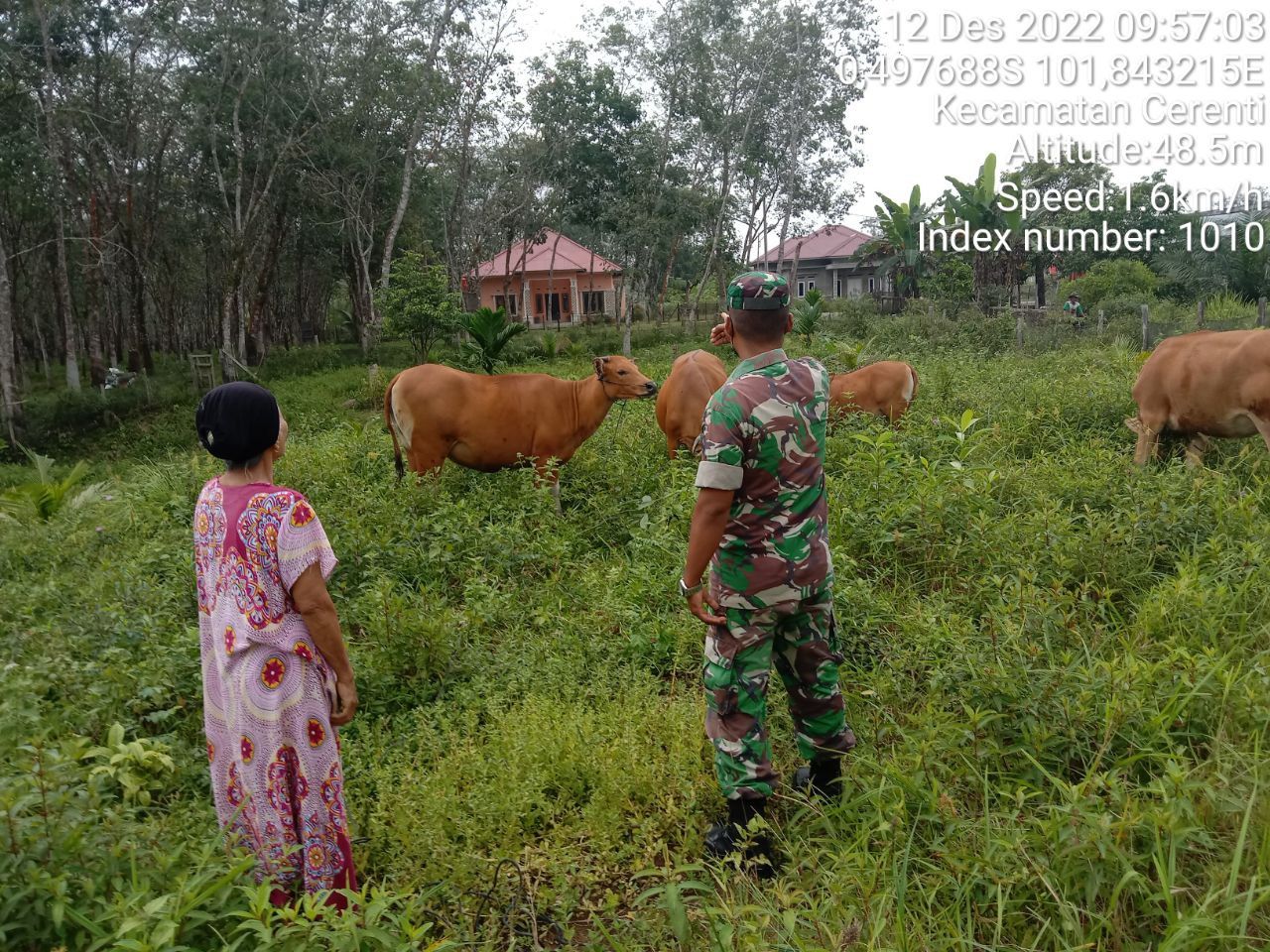 Antisipasi PMK Babinsa Koramil 06/Cerenti Kodim 0302/Inhu Cek Sapi Warga Binaan di Koto Cerenti Kecamatan Cerenti 