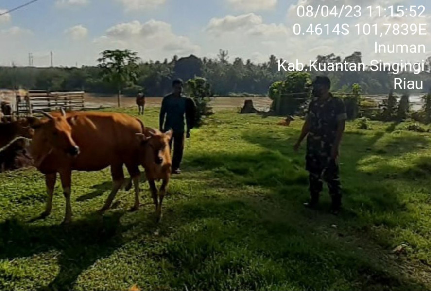 Babinsa Koramil 06/Cerenti Kodim 0302/Inhu Cek Hewan Ternak Sapi Warga Desa Sebagai Antisipasi Penularan Penyakit Mulut Dan Kaki (PMK) Sapi