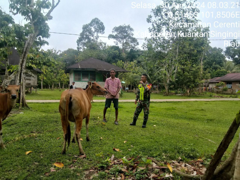 Antisipasi PMK,Babinsa Koramil 06/Cerenti Kodim 0302/Inhu Aktif Pantau Hewan Ternak Di Wilayah Binaan