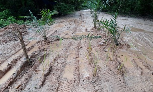 Becek dan Tak Terurus, Warga Pangean Kuansing Tanam Padi dan Sawit di Jalan Lintas Kabupaten 