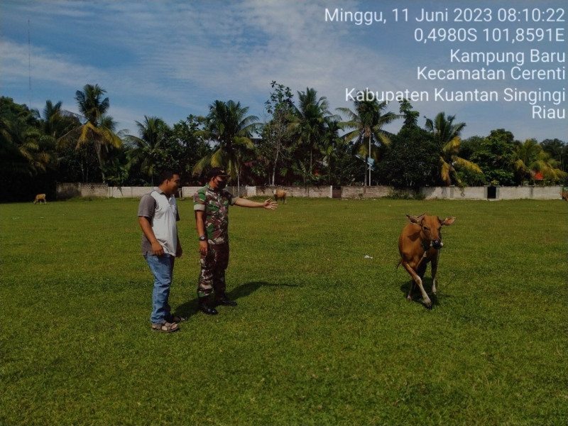 Kopda Mohamad Soleh Babinsa Koramil 06/Cerenti Kodim Mengantisipasi Penularan Penyakit Mulut Dan Kaki (PMK) Sapi Diwilayah Kecamatan Cerenti