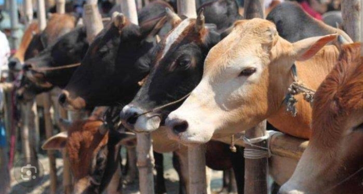 Jelang Idul Adha 2024, Distankan Ingatkan Pengurus Mesjid Untuk Periksa Kesehatan Hewan Kurban