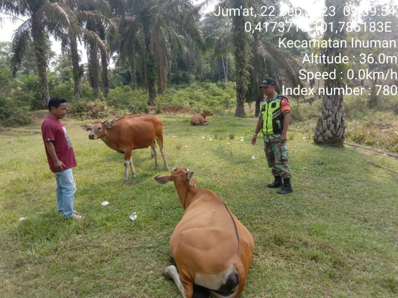 Antisipasi PMK di Desa Kampung Baru Koto Kopda Junedi Babinsa Koramil 06/Cerenti Kodim 0302/Inhu Cek Sapi Warga
