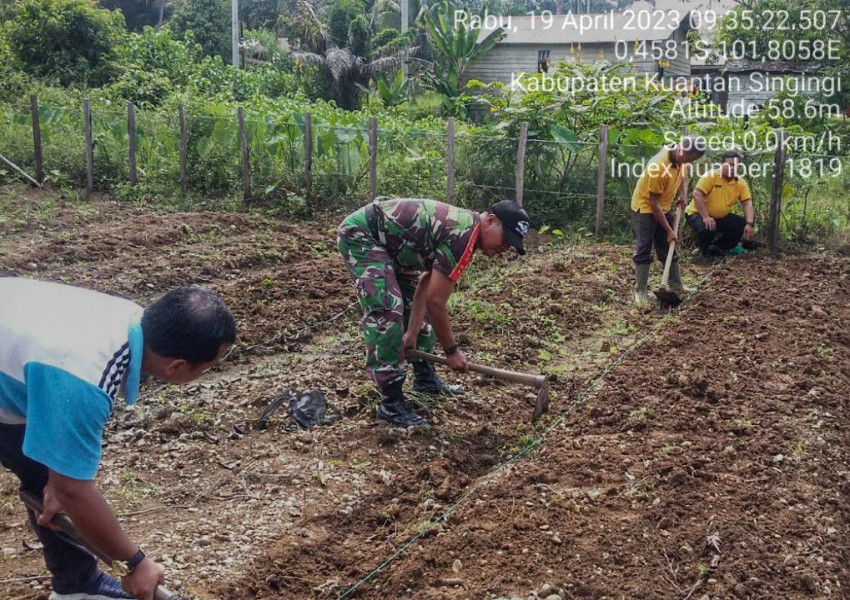 Babinsa Koramil 06/Cerenti Kodim 0302/Inhu Membantu Masyarakat Bercocok Tanam