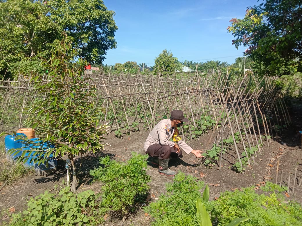 Polsek Langgam Tinjau Lokasi Program Kampung Tangguh Ketahanan Pangan di Desa Segati