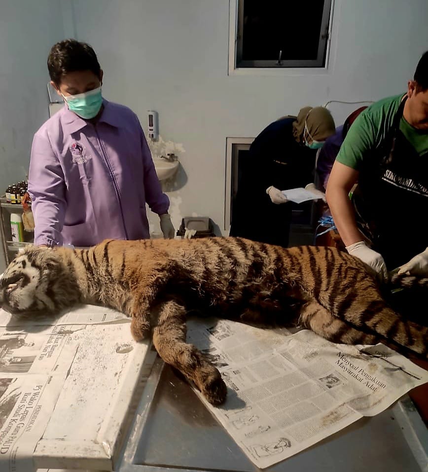Tragis, Harimau Sumatera Betina di Agam Mati Terkena Jerat Dileher