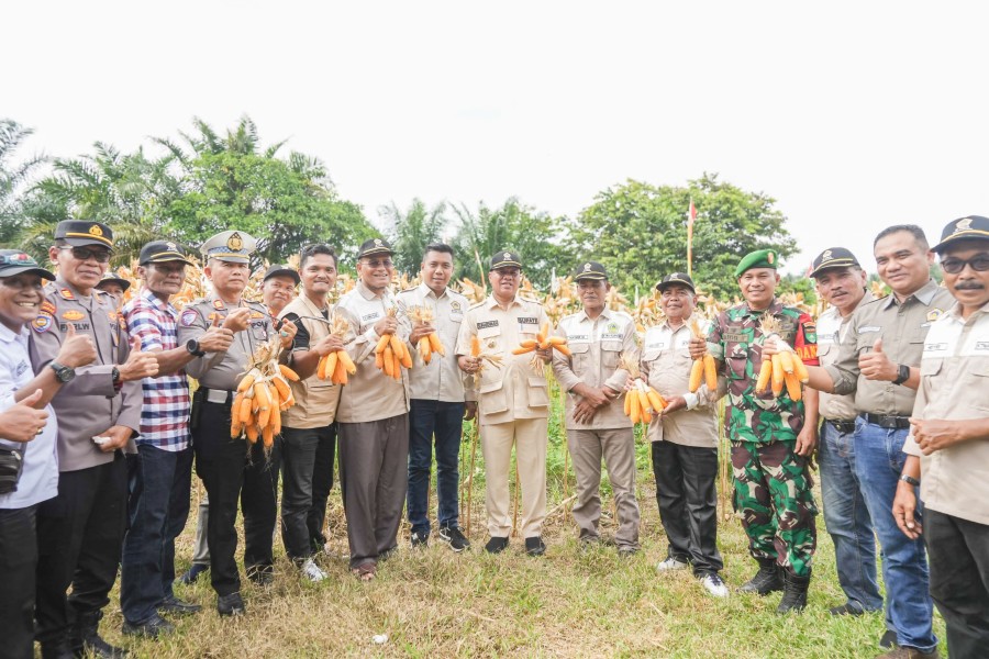 Bupati Kuansing Suhardiman Amby Panen Raya Jagung Pipil di Desa Koto Tuo dan Pulau Baru Kenegerian Kopah