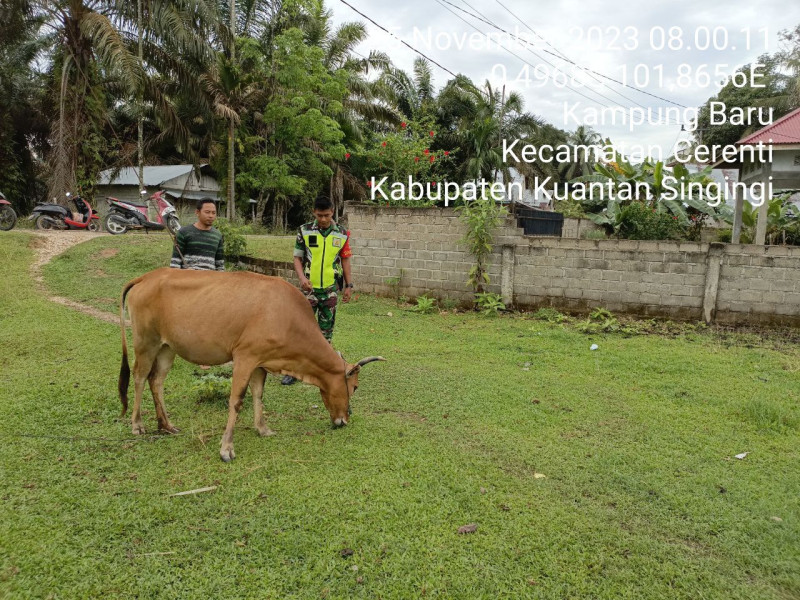 Anggota Koramil 06/Cerenti Kodim 0302/Inhu Selalu Aktif Mengantisipasi Penularan Penyakit Mulut Dan Kaki (PMK) Sapi Di Wilayah Binaan Kecamatan Cerenti