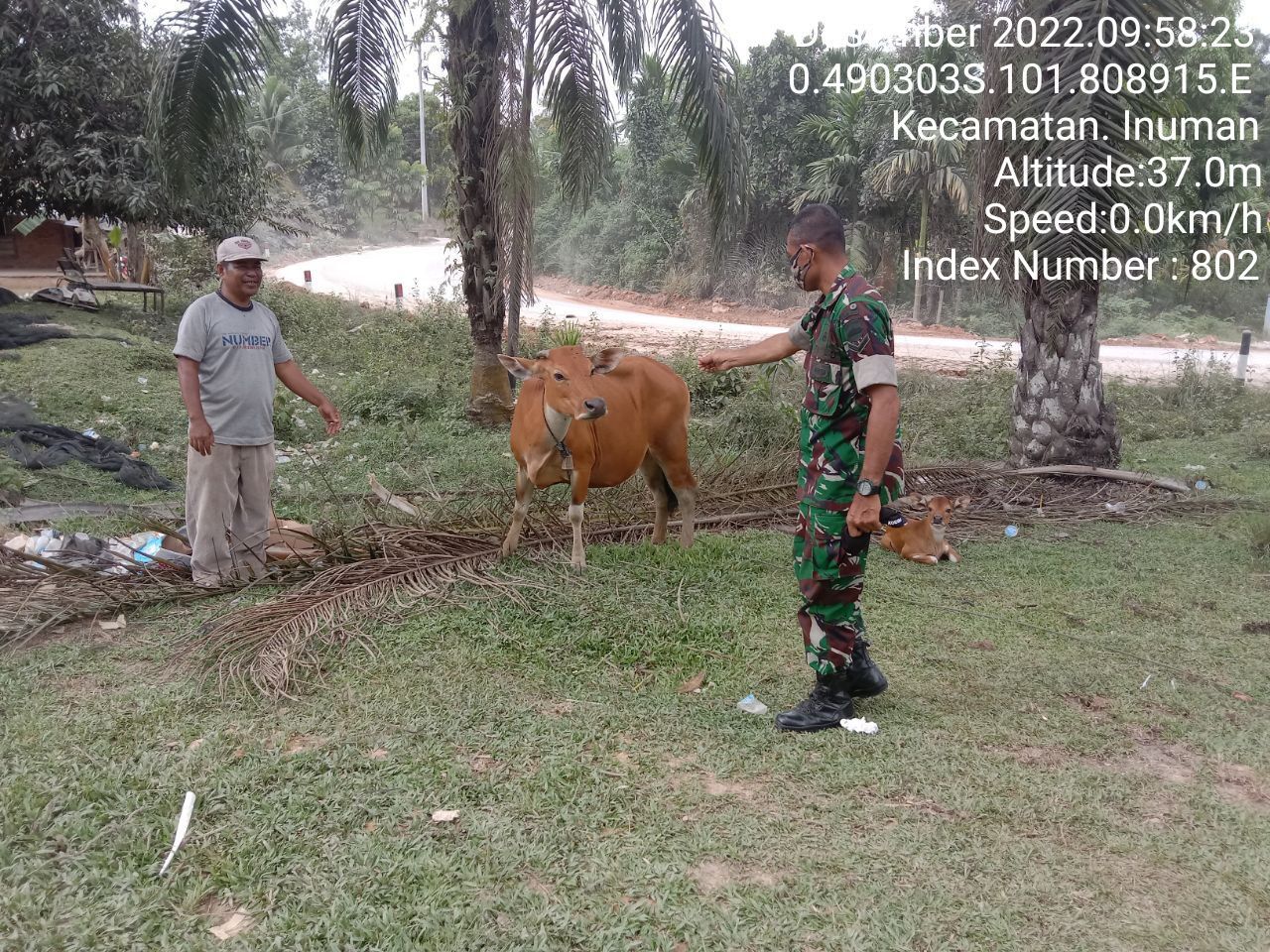 Antisipasi PMK Babinsa Koramil 06/Cerenti Kodim 0302/Inhu Di Desa Pulau Panjang Hulu Serda Samrin Cek Sapi Warga Binaan