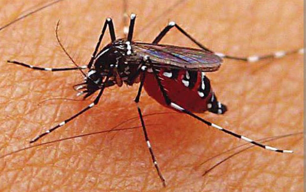 Ancaman DBD Mengintai Pekanbaru, Diskes Intensifkan Pencegahan