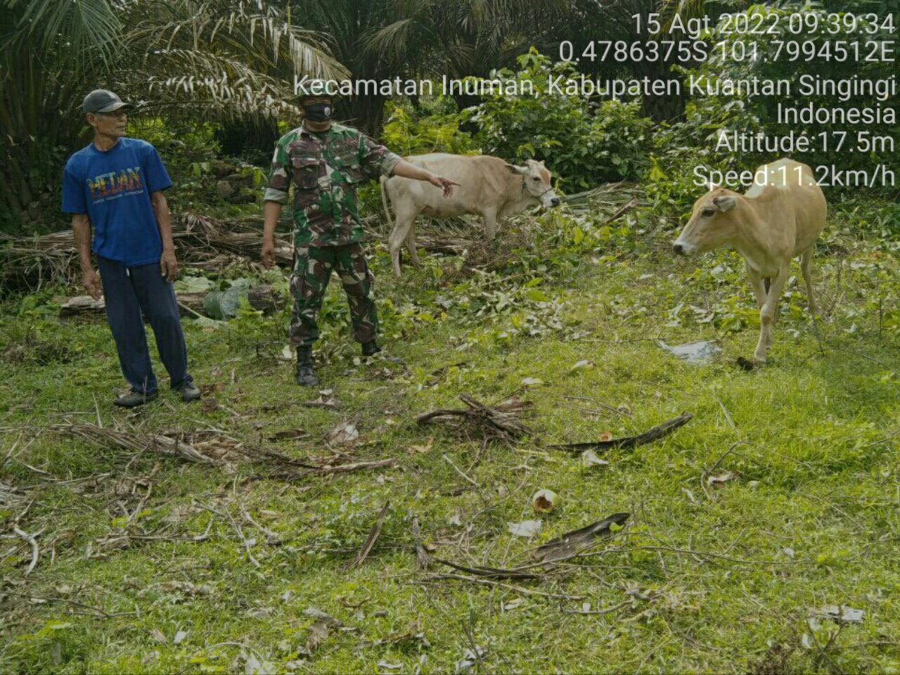 Anggota Koramil 06/Cerenti Kodim 0302/Inhu Babinsa Sosialisasi Virus PMK Kepada Masyarakat Binaan