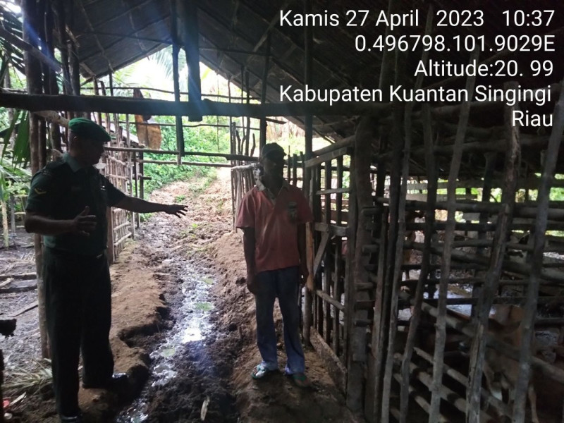 Babinsa Koramil 06/Cerenti Kodim 0302/Inhu Mengantisipasi Penularan Penyakit Mulut Dan Kaki (PMK) Sapi di Desa Koto Cerenti Kecamatan Cerenti